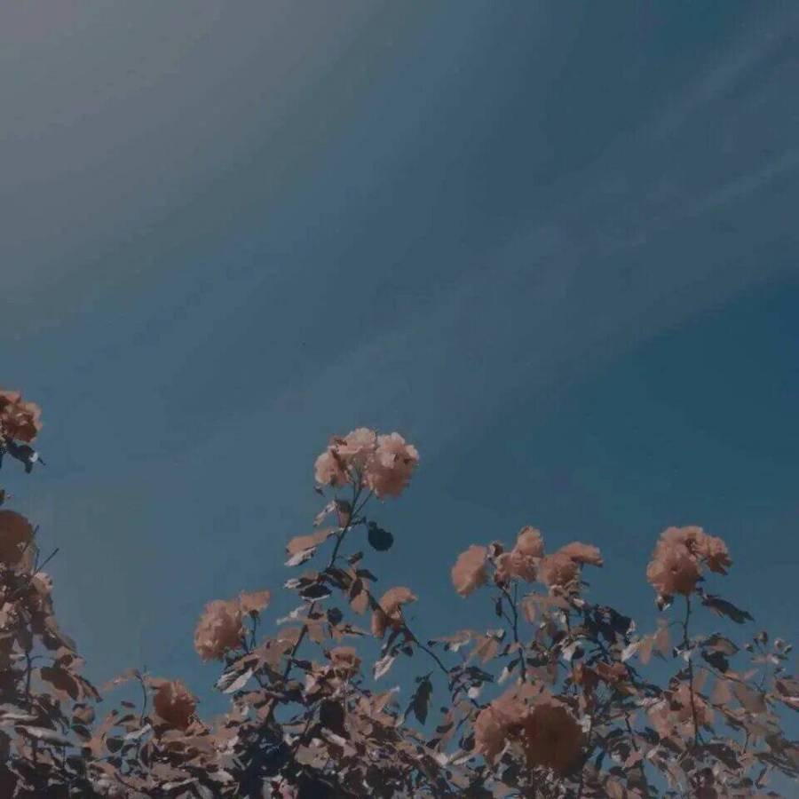 Эстетичные изображения