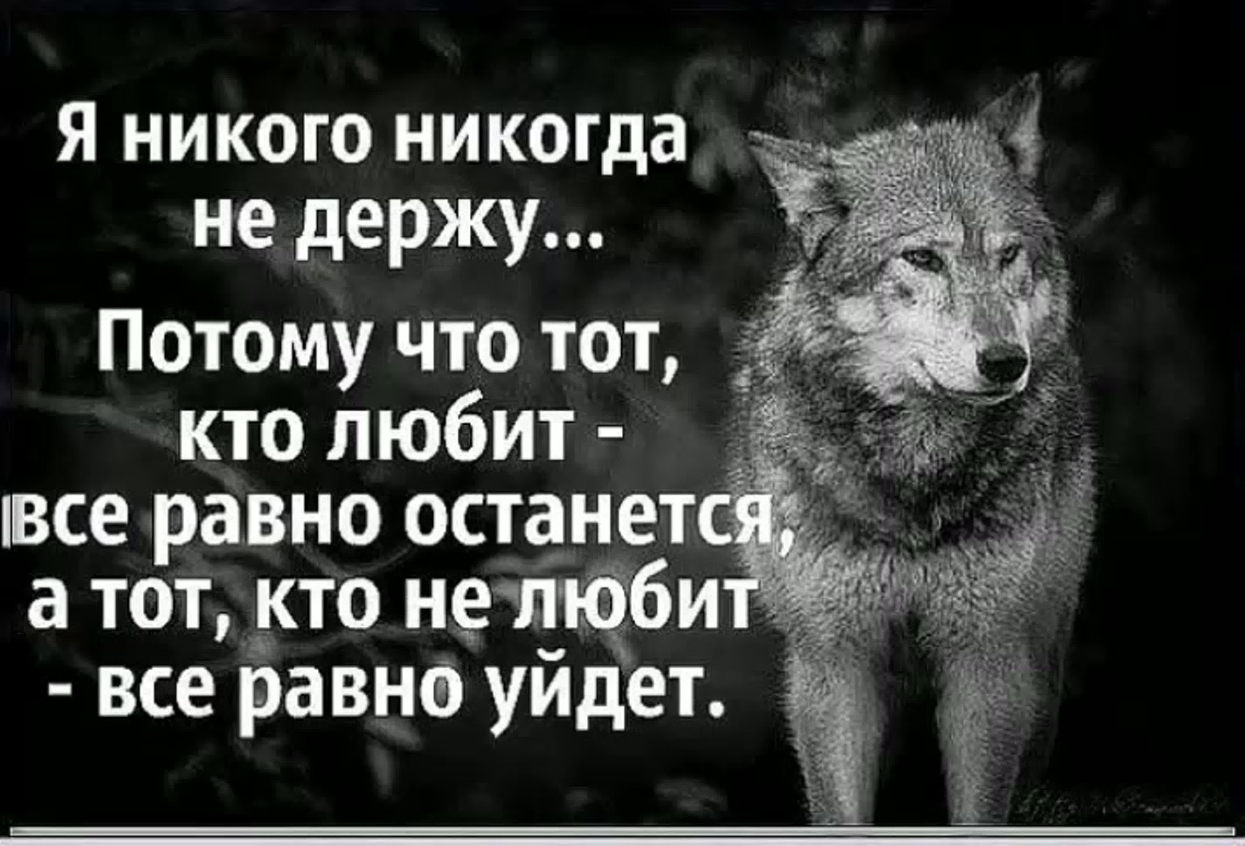 Видео никому никогда. Цитаты. Никого не держу цитаты. Волк никогда не предаст свою волчицу ради доступной собаки. Мудрые цитаты.волк.