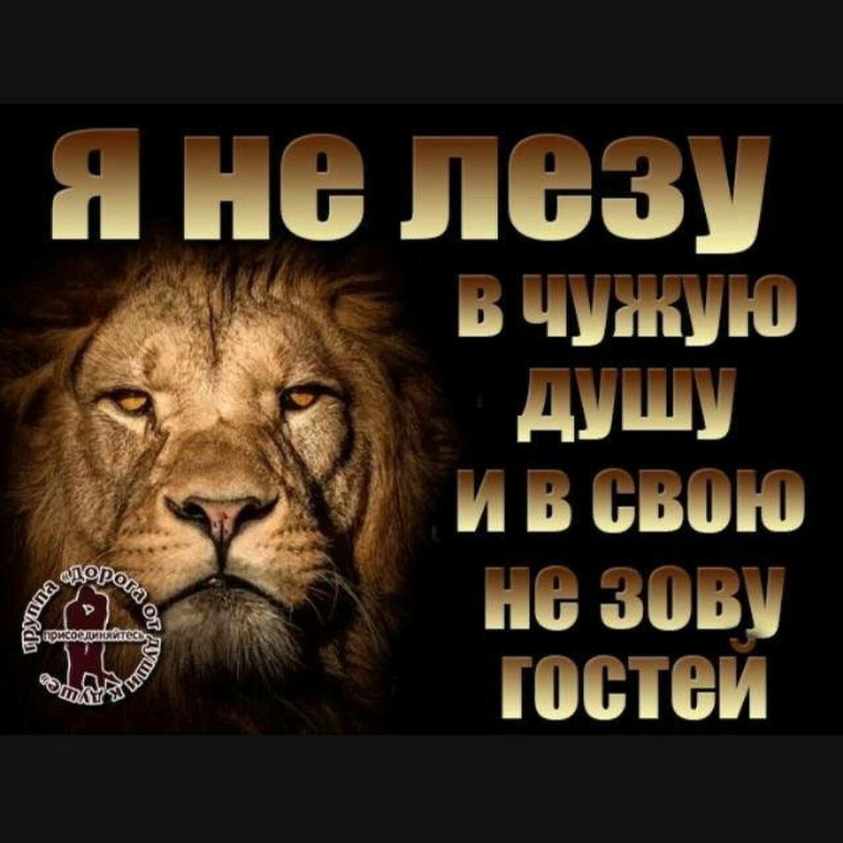 Льву наплевать на мнение овец