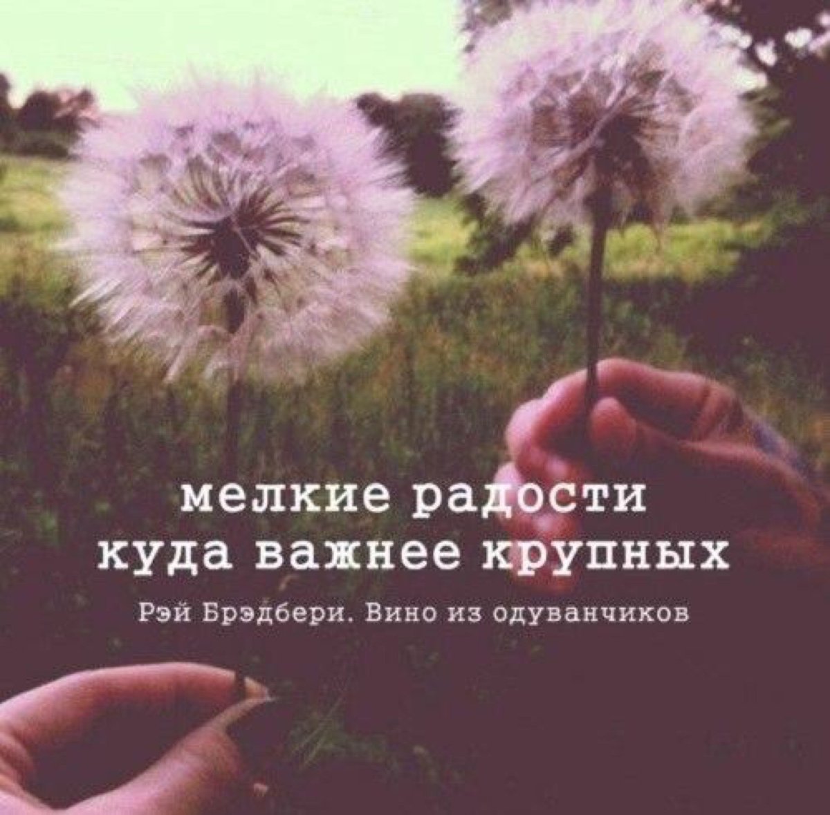 Одуванчик в руке