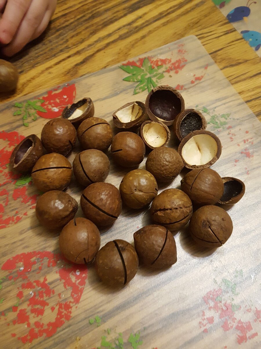 Поделки из скорлупы макадамии