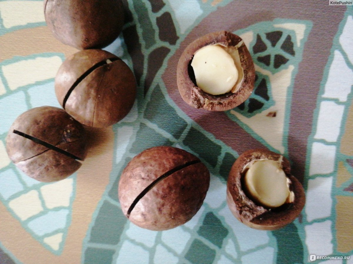 Поделки из макадамии