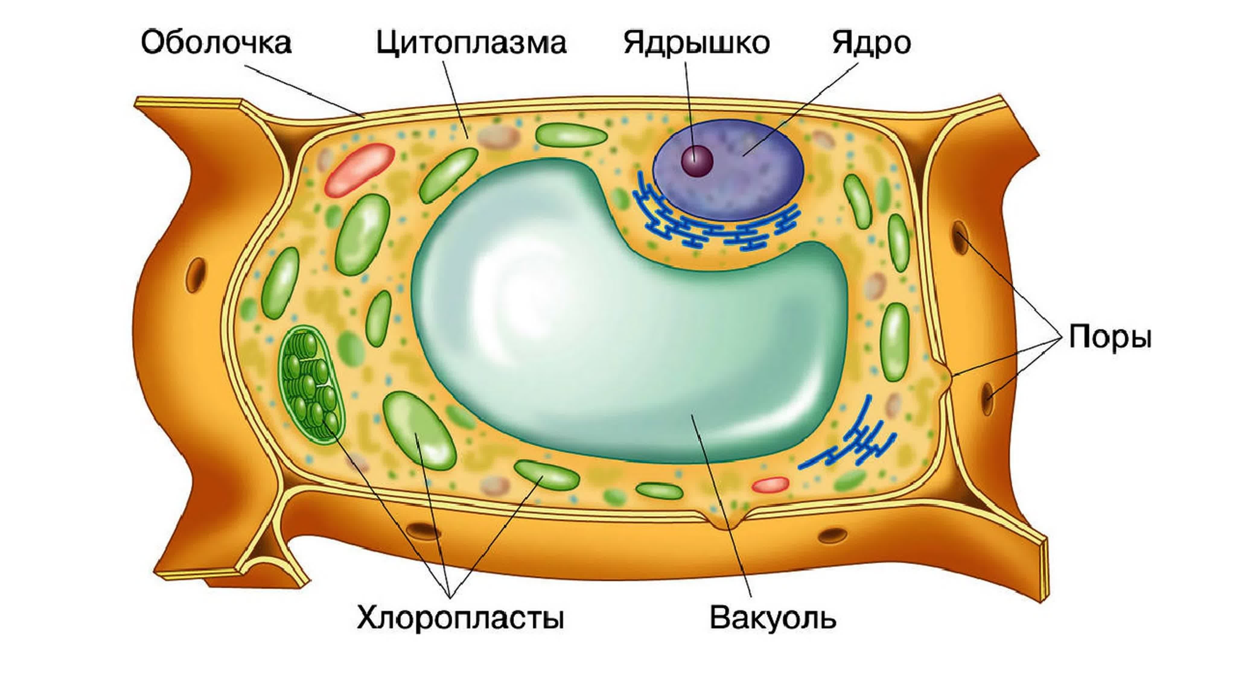 Клетка схема 1 класс