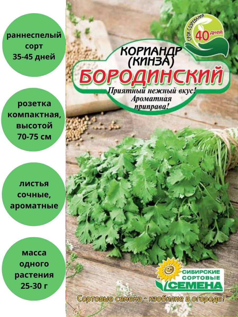 Кориандр сорта Сибирские