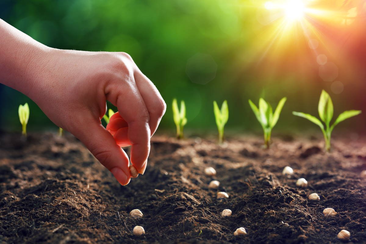 Семена для посева