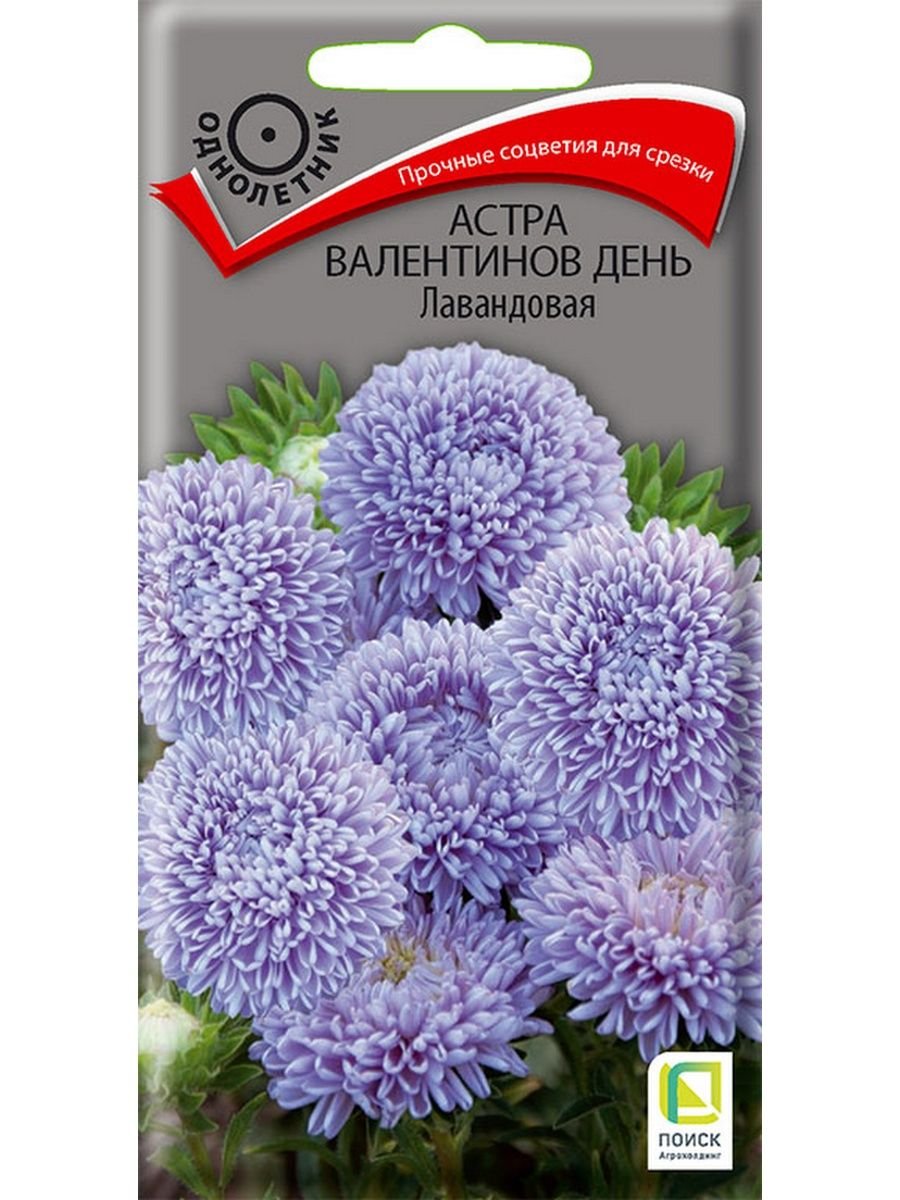 Астра Валентинов день Лавандовая