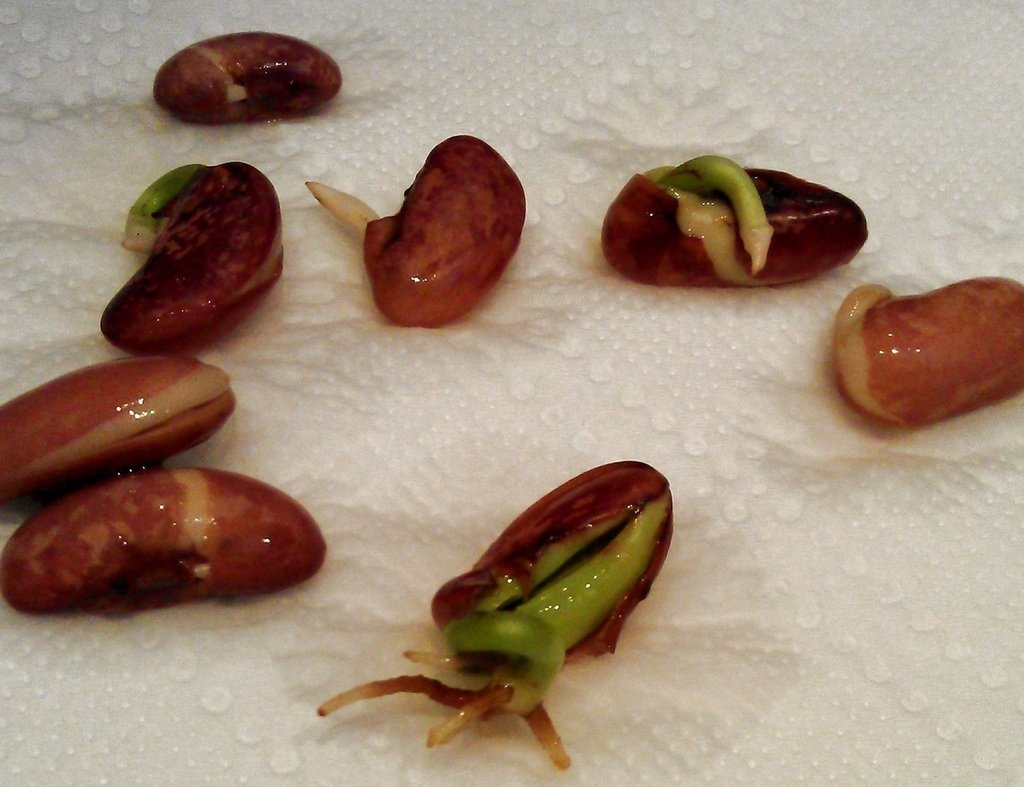 Семена фасоли прорастание