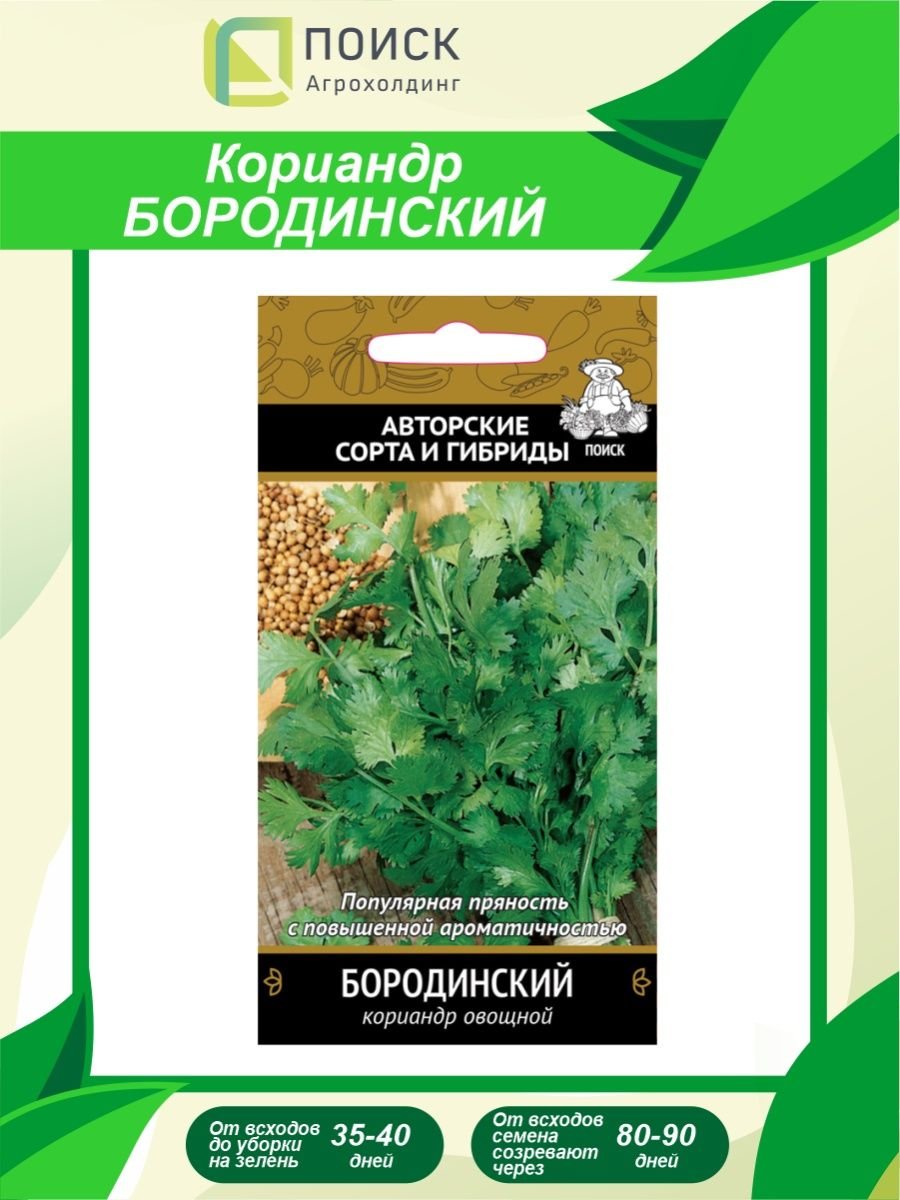 Кориандр Бородинский