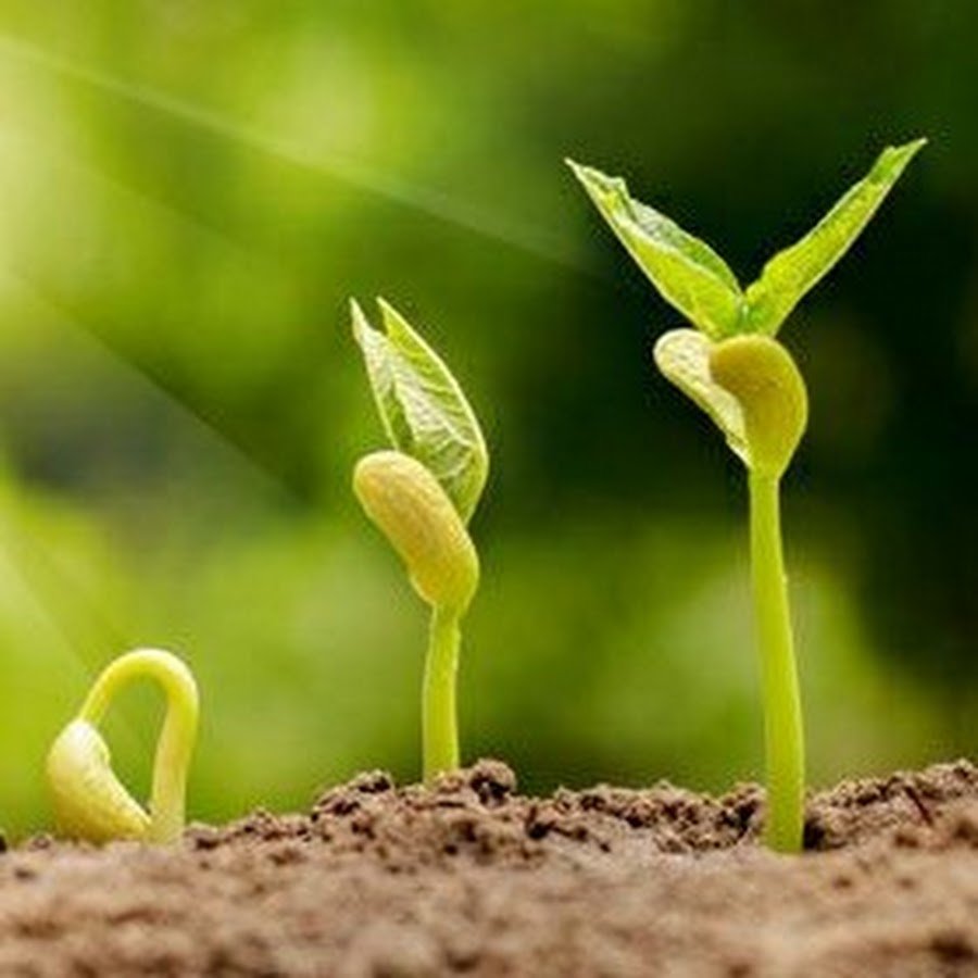 Проросшее зерно