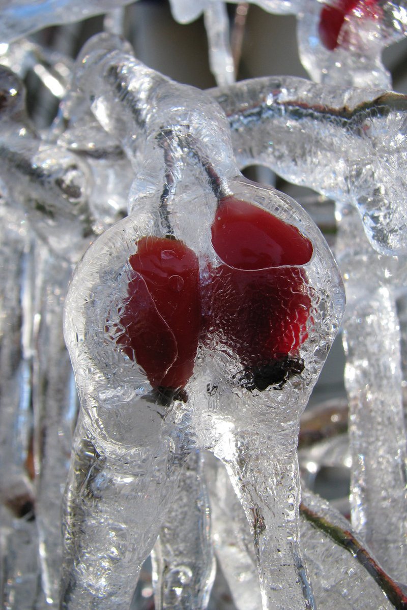 Ледяная роза