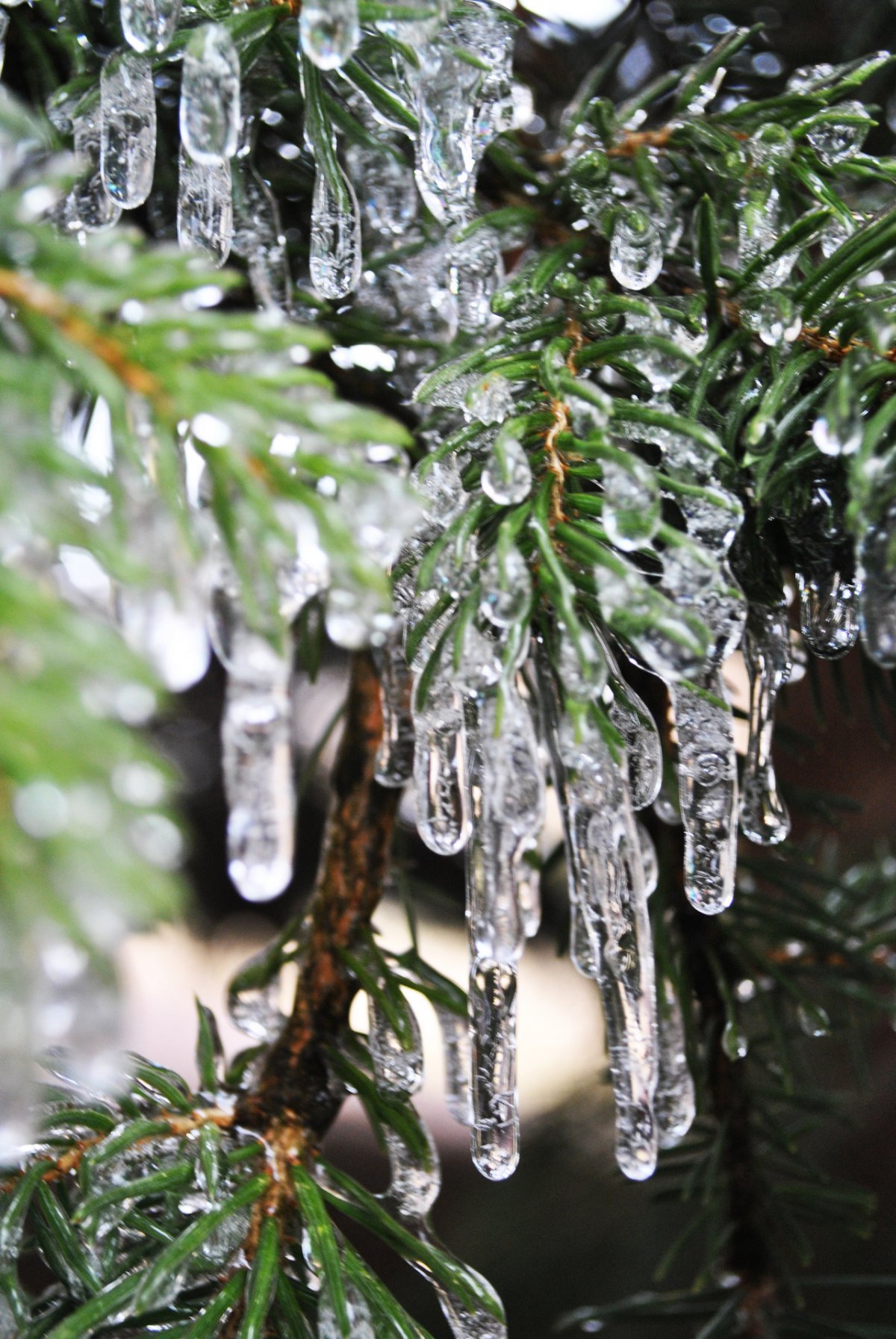 Весенняя капель