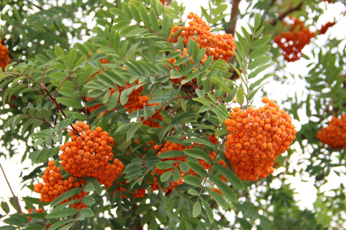 14 Сентября Семенов день картинки