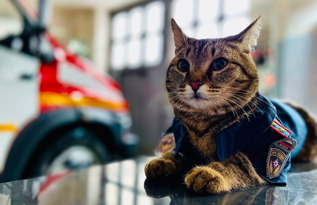 Кот Семен МЧС