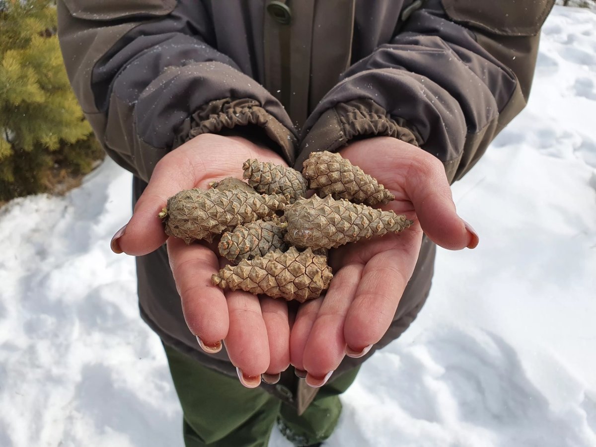 Сбор сосновых шишек