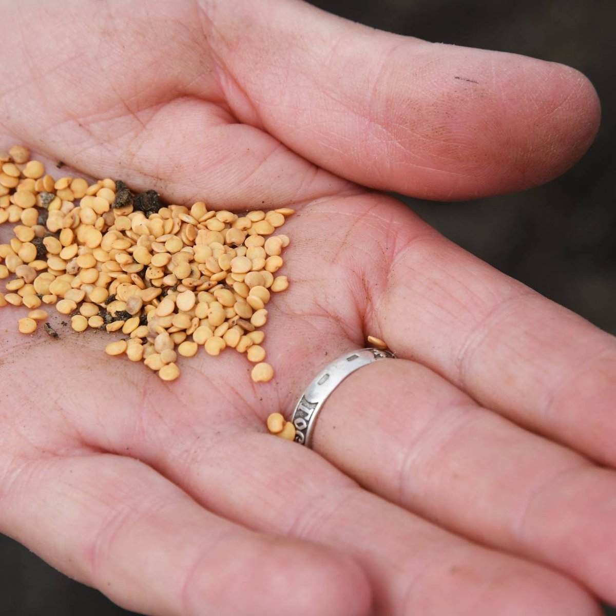 Производители семян