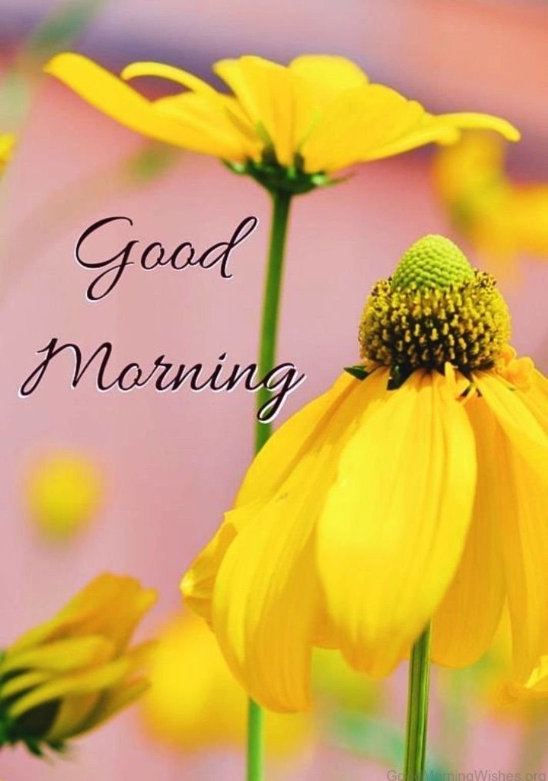 Желтые красивые цветы с добрым утром. Доброе утро с желтыми цветами. С добрым утром желтого цвета. Доброго утречка желтые цветы. Желтое доброе утро картинки
