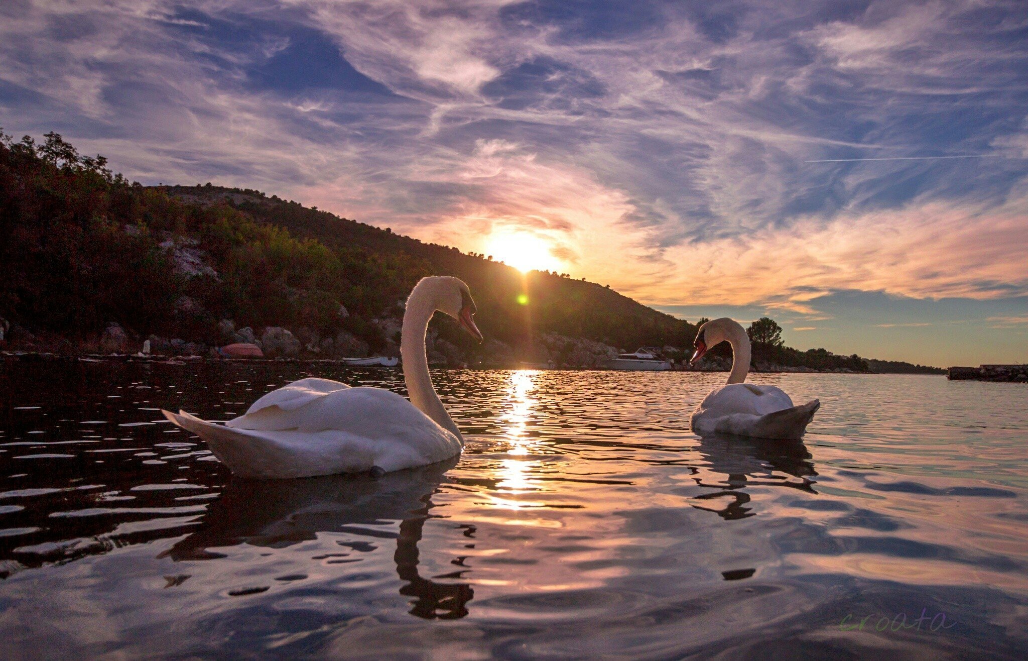 Верность месяц. Два лебедя на закате. Лебеди на озере. Лебеди и красота. Лебеди на закате.