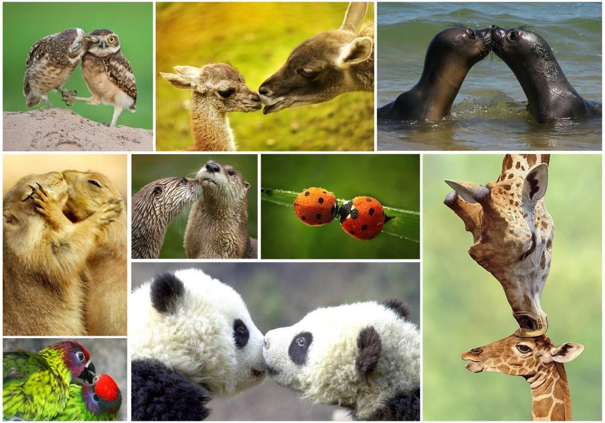 Охрана животных. Защита природы и животных. Охрана природы животные. Природа и животные экология. Мир животных праздник