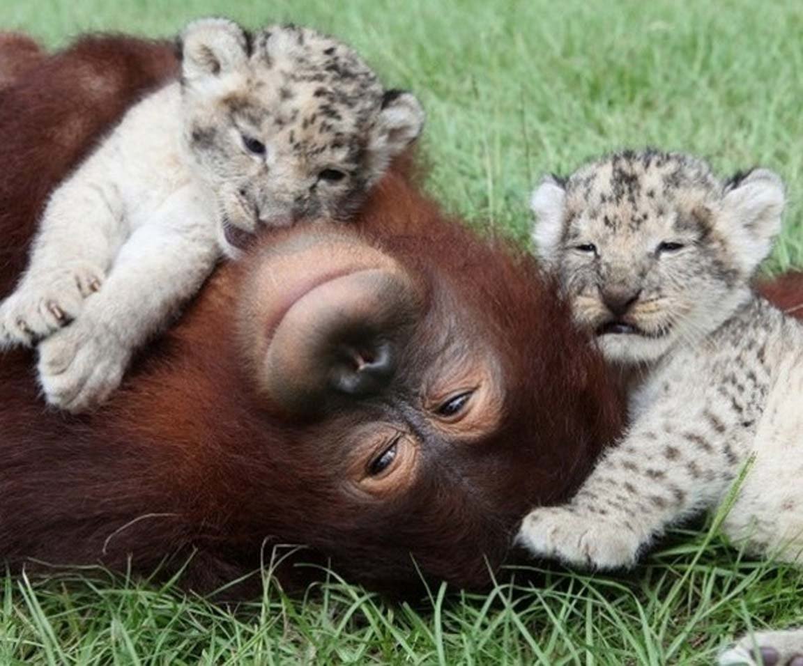 Детеныши животных. Животные дружат. Дружба животных. Дружба животных разных видов. Мать и ребенок животные