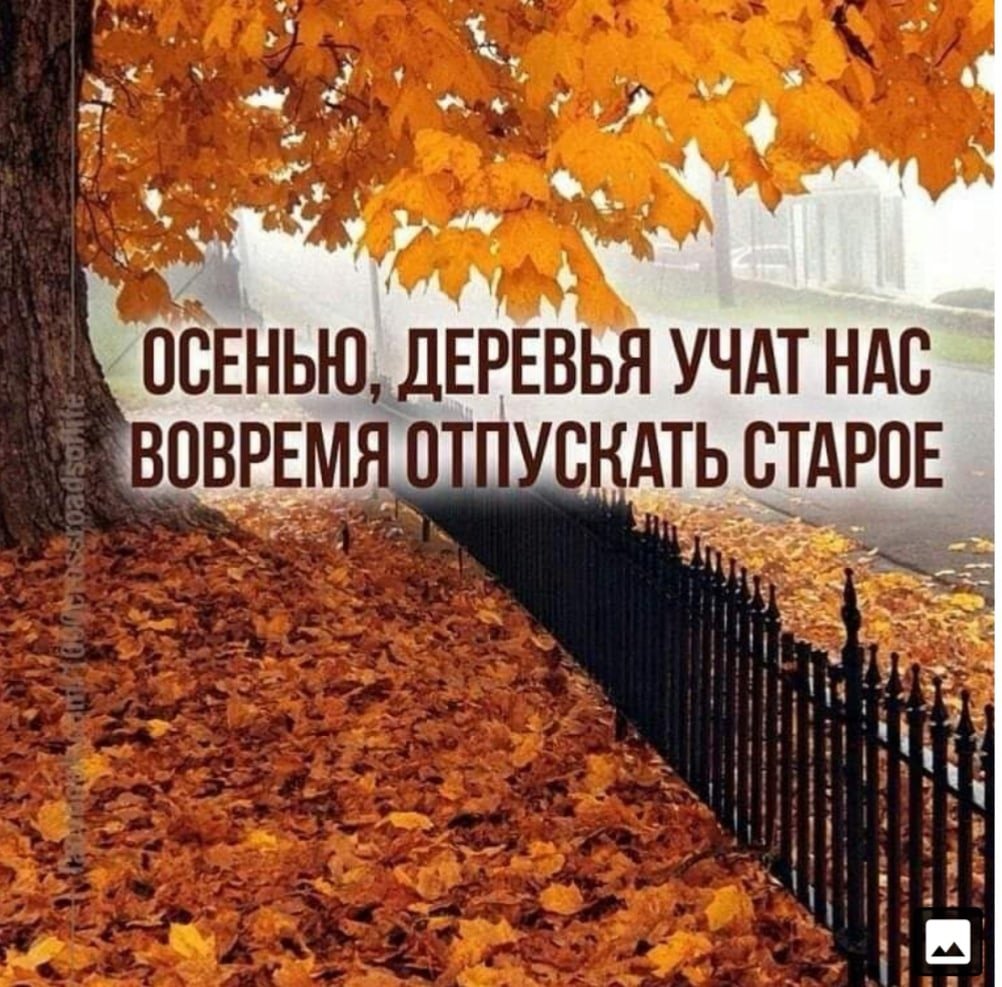 Осенью мы лучше видим и глазом. Осенние мысли и высказывания. Осенью деревья учат нас отпускать старое. Осенние позитивные высказывания. Осенняя мудрость.