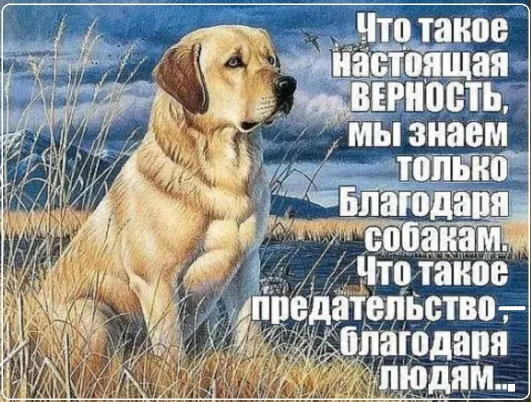 Собаки лучше людей цитаты