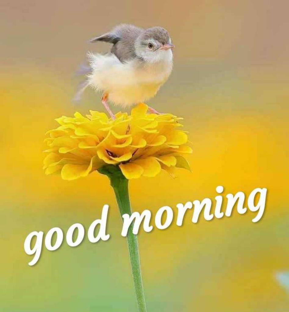 Хорошего нежного дня настроения. Доброе утро птицы. Доброе утро птички. Прекрасного дня с птичками. Хорошего дня птицы.