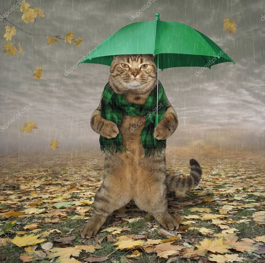 Дождь не прекращался ни на минуту. Котик под зонтиком. Кот под дождем. Кот под зонтом. Зонт с котом.