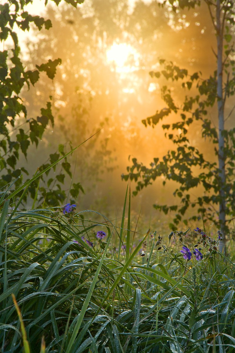 Доброе прекрасное утро природа. Природа солнце. Солнечного летнего утра. Раннее летнее утро. Утро солнце.