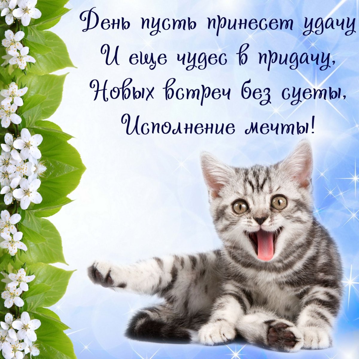 Поздравление с котиком