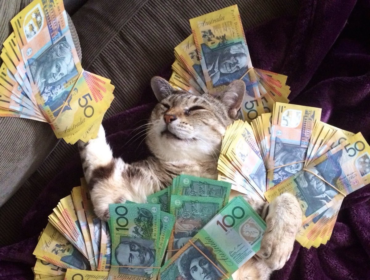 Всемирный день денег. Денежный кот. Котик с деньгами. Животные с деньгами. Деньги со зверями.