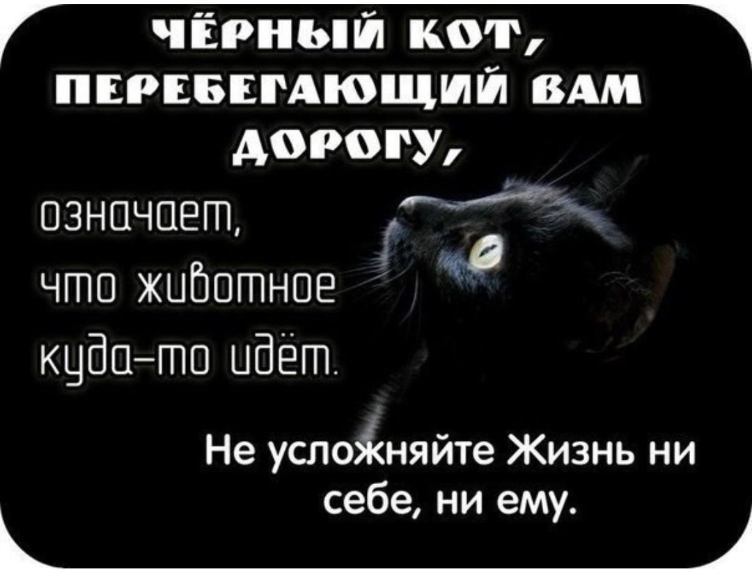 Красивые цитаты про котов