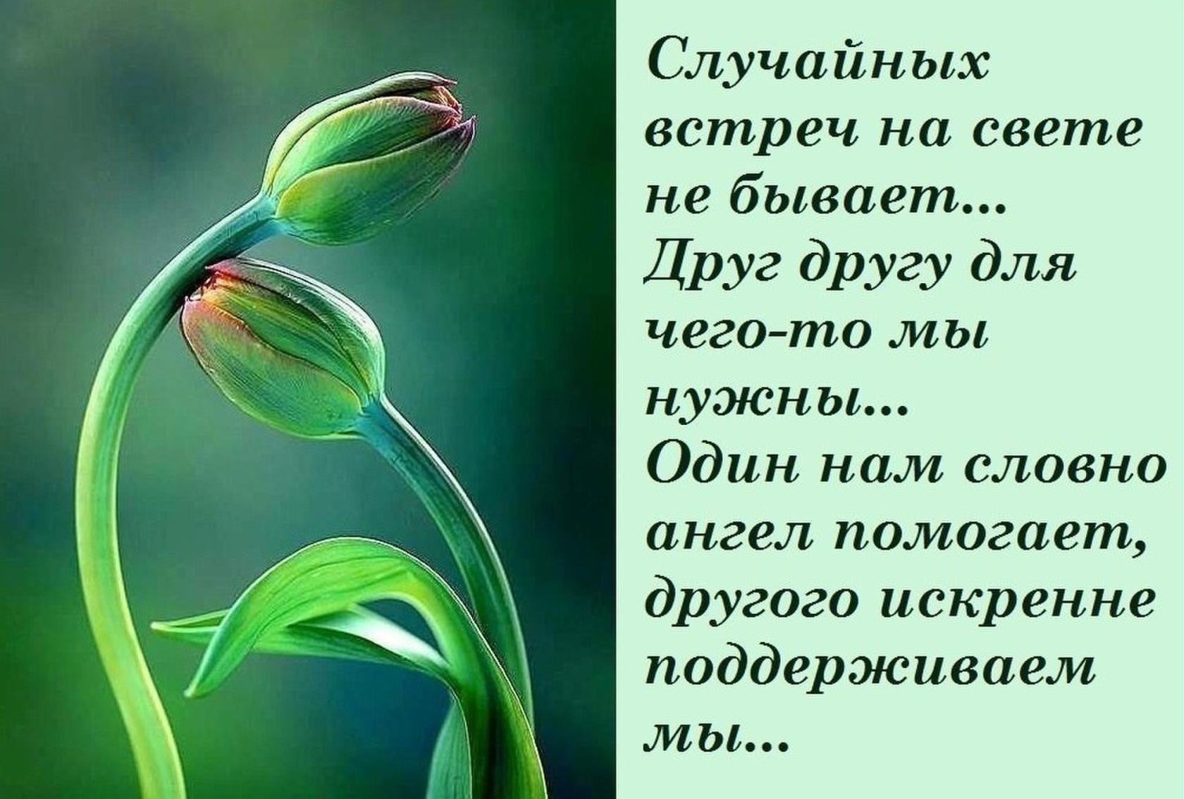 Зеленый цвет высказывания. Добрые Мудрые мысли. Mudriye pozhelaniya. Мудрые высказывания пожелания. Красивые афоризмы о жизни и судьбе.