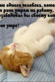 Открытка доброе утро котик