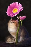 Открытка котик с цветами