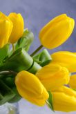 Букет тюльпанов желтых картинки