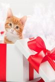 Подарок кошке