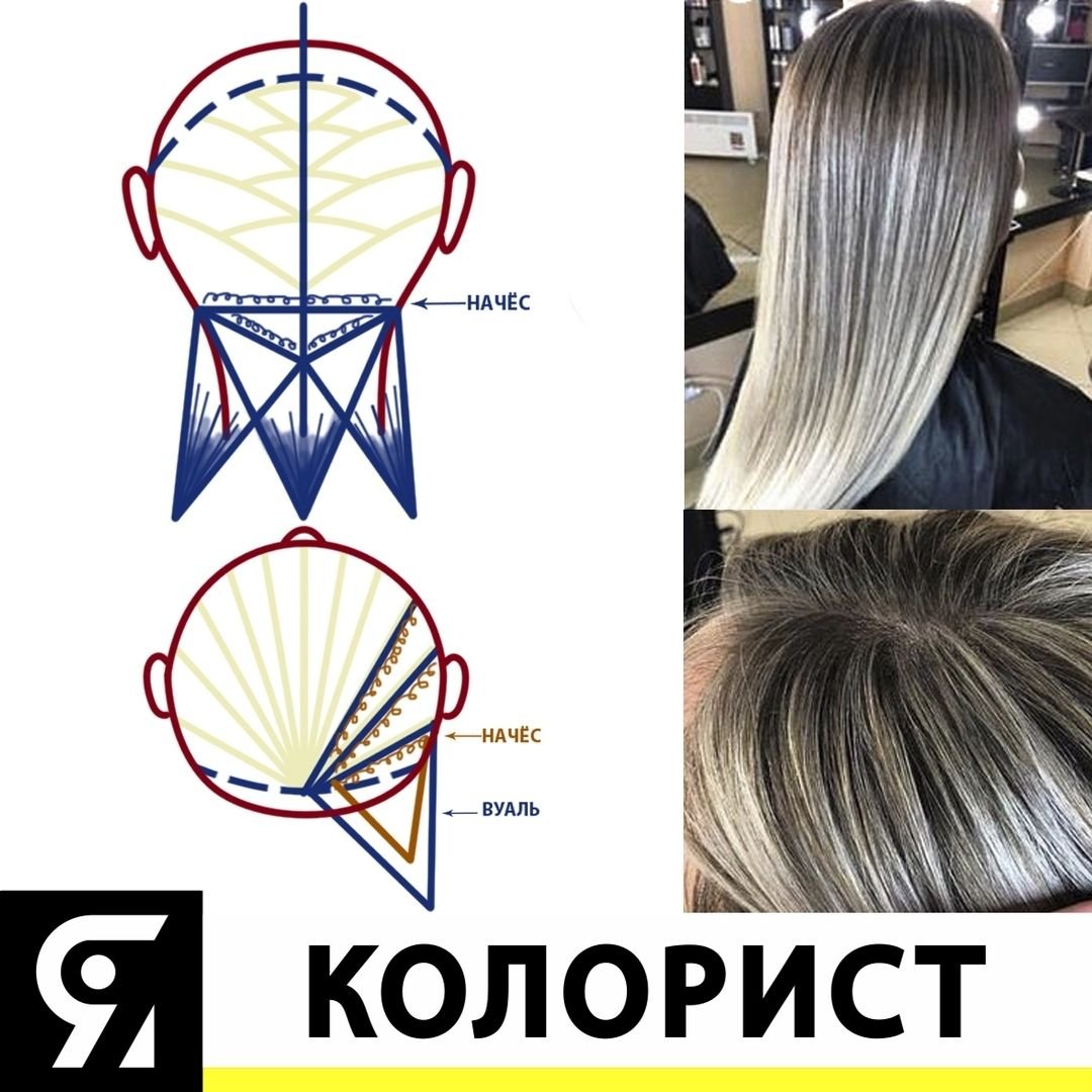 Зоны головы для парикмахеров