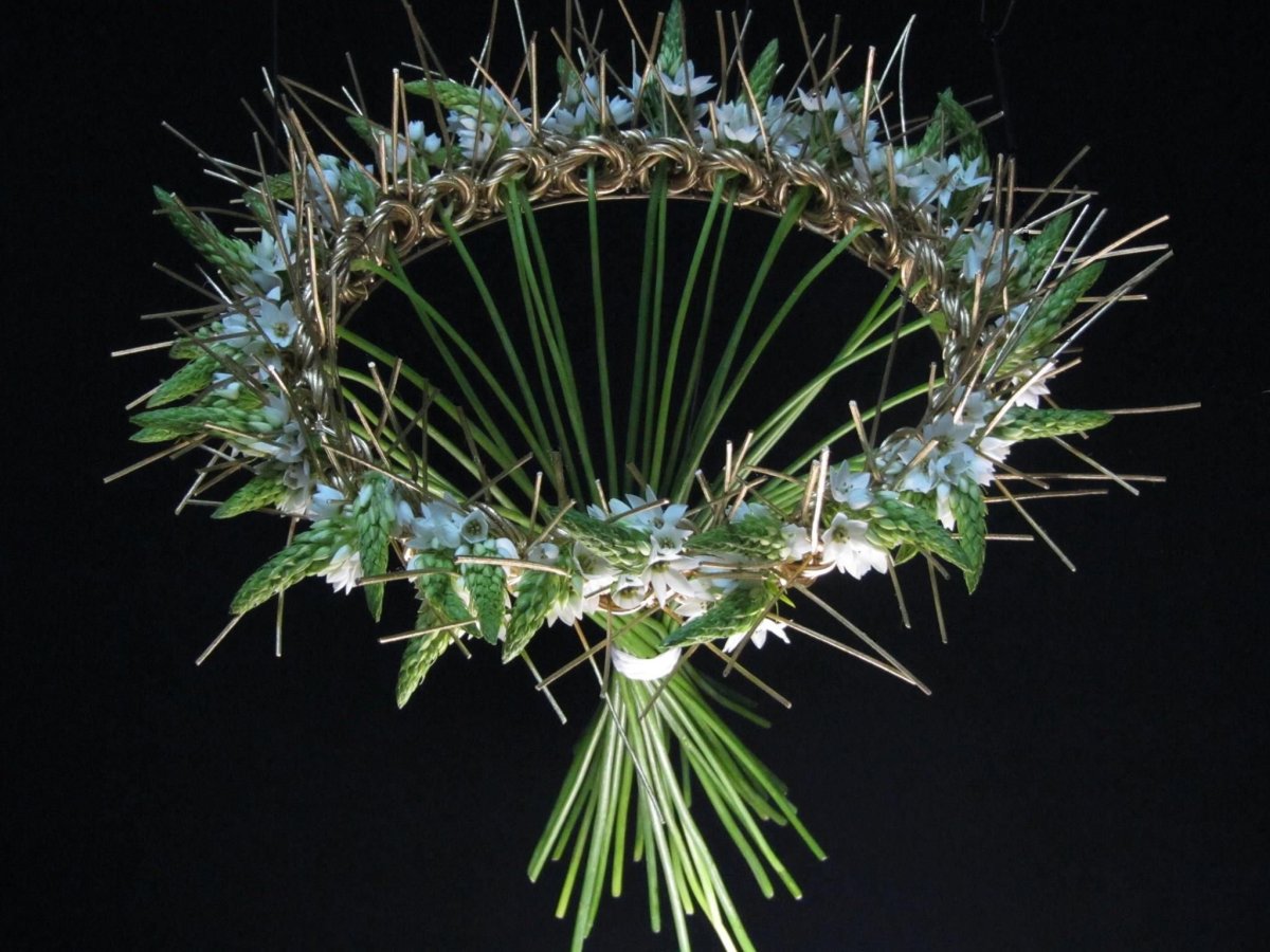 Борщевик сухоцвет