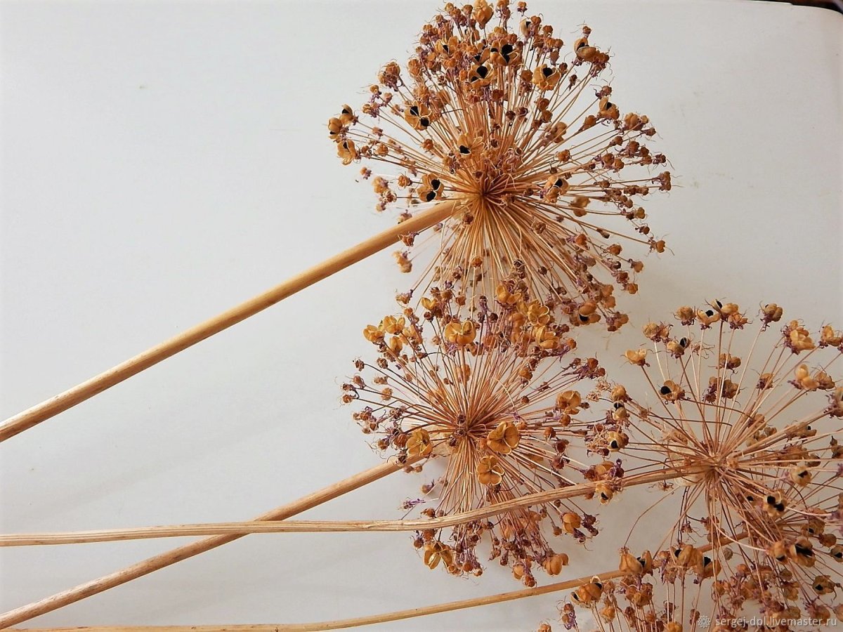 Сухоцветы Сканди стиль