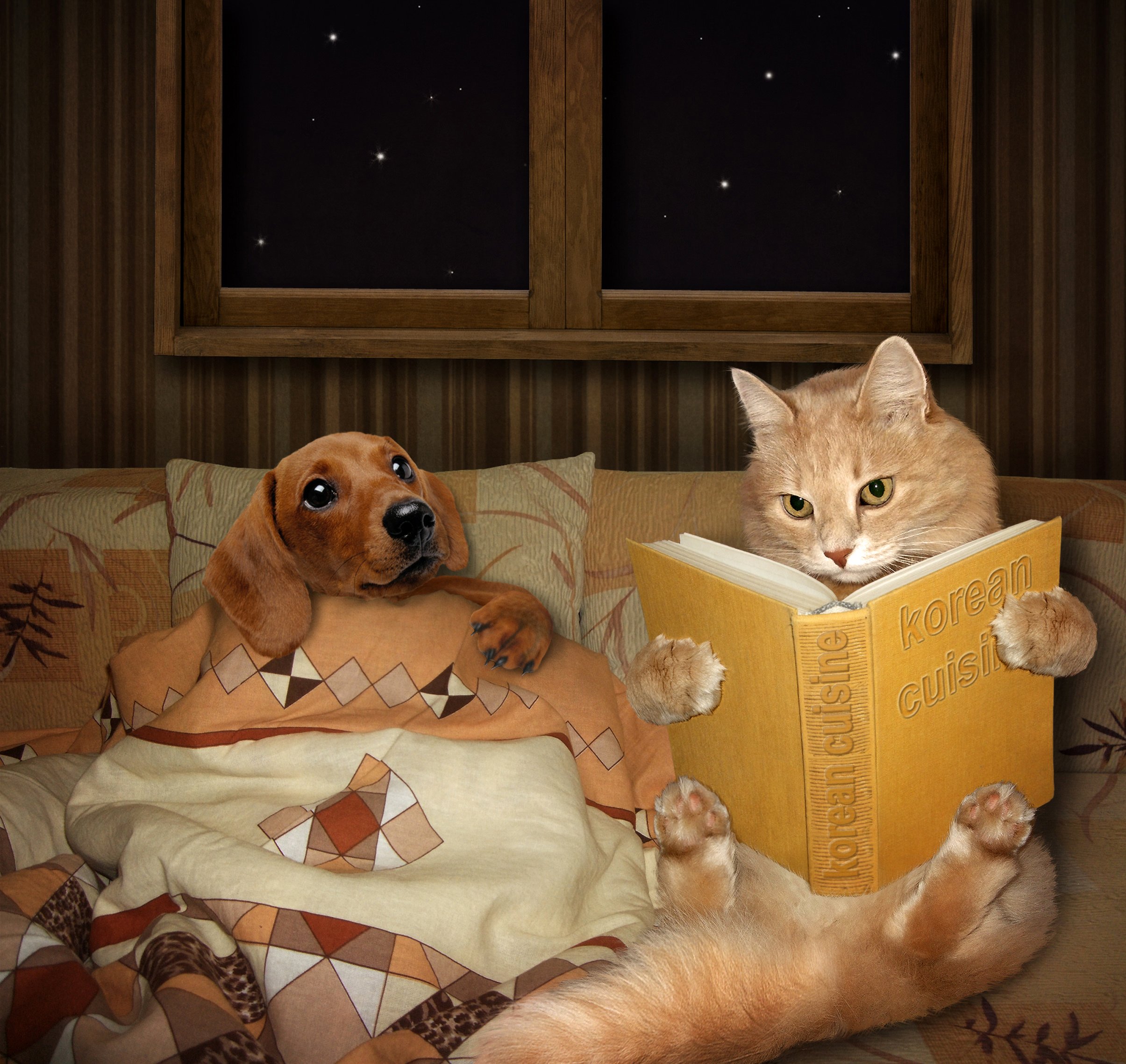 Веселая ночь читать. Доброй ночи с животными. Спокойной ночи животные. Доброй ночи с животными прикольные. Добрый вечер с животными.