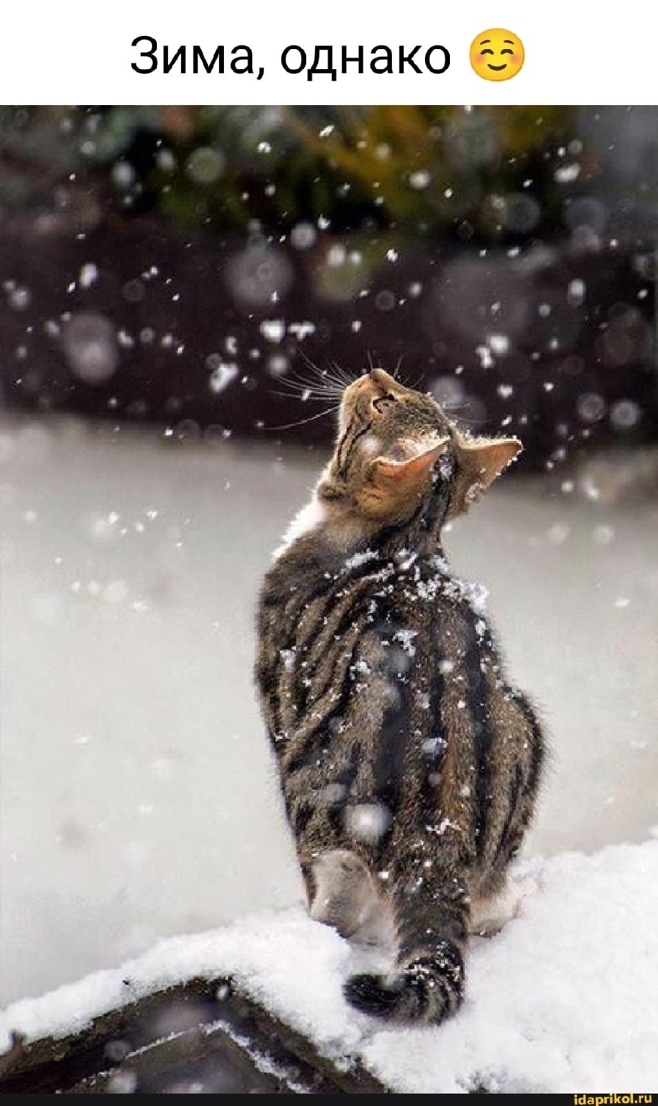 Доброе утро зима животные