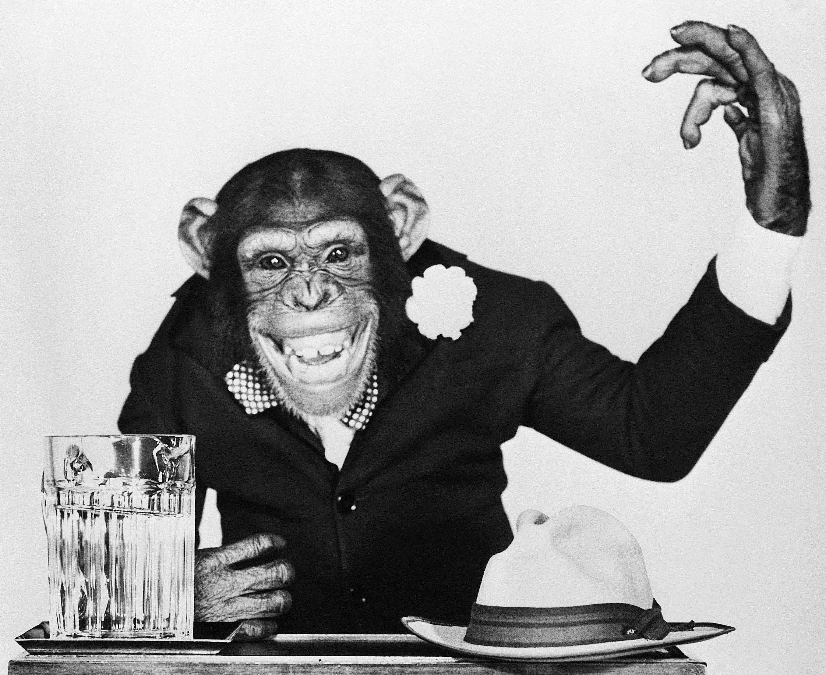 Фото с днем юмора. Андрюха с днюхой. Смешные открытки. С днем рождения обезьяна. С днем рождения прикол.