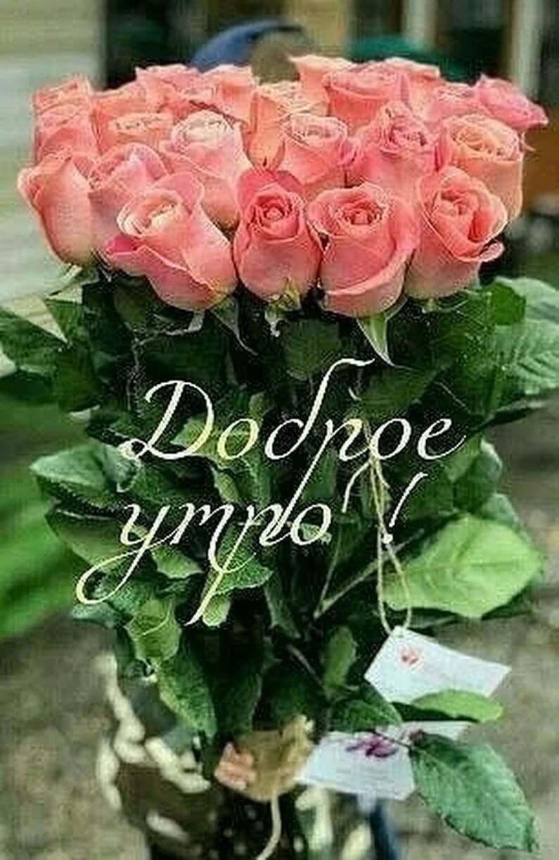 С добрым утром розы