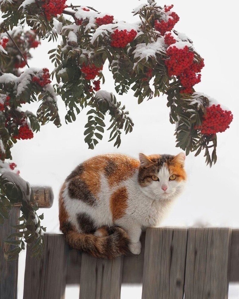 Осень снег кот