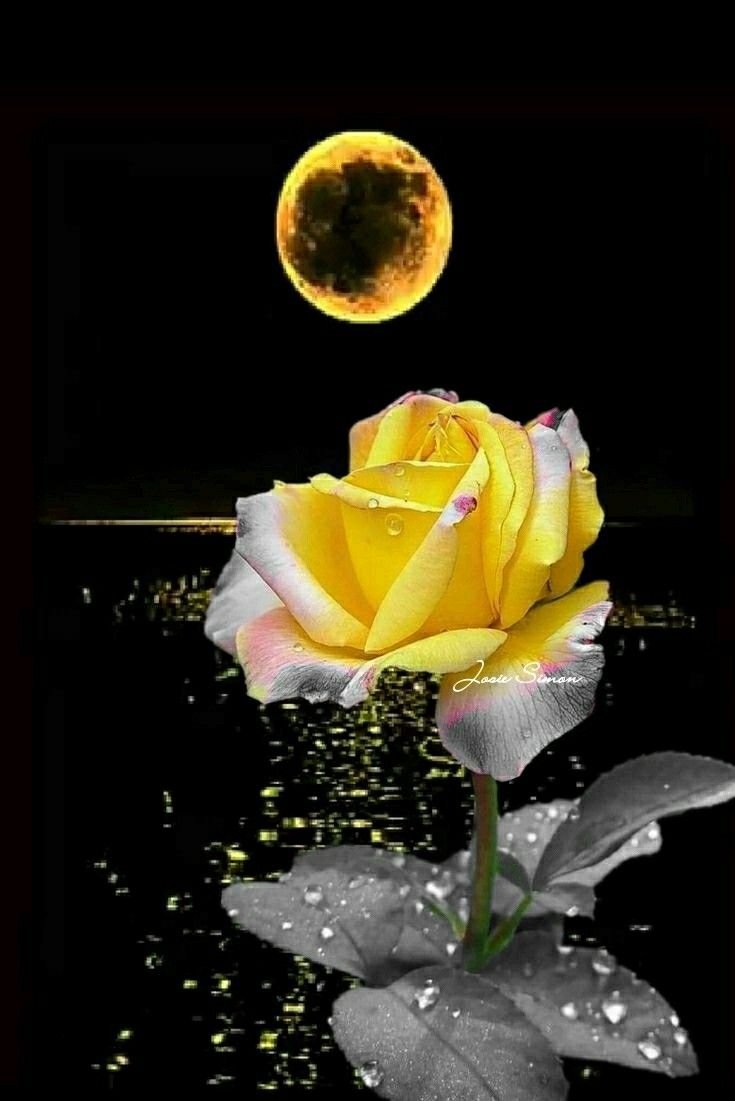 Добрый вечер и спокой ночи