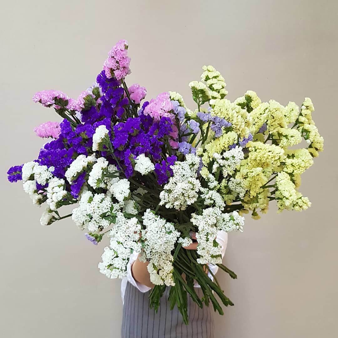 Белая Хризантема и статица