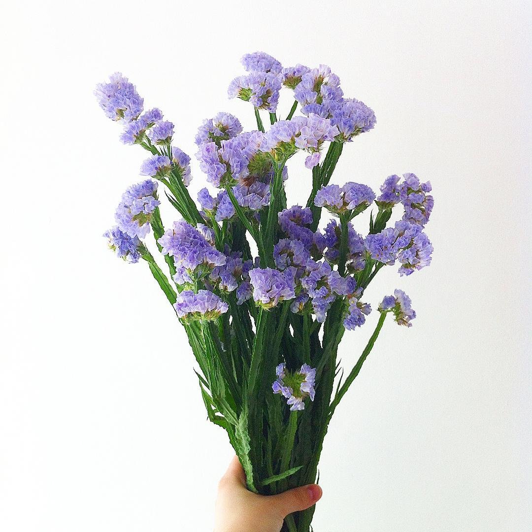 Статица цветы букет