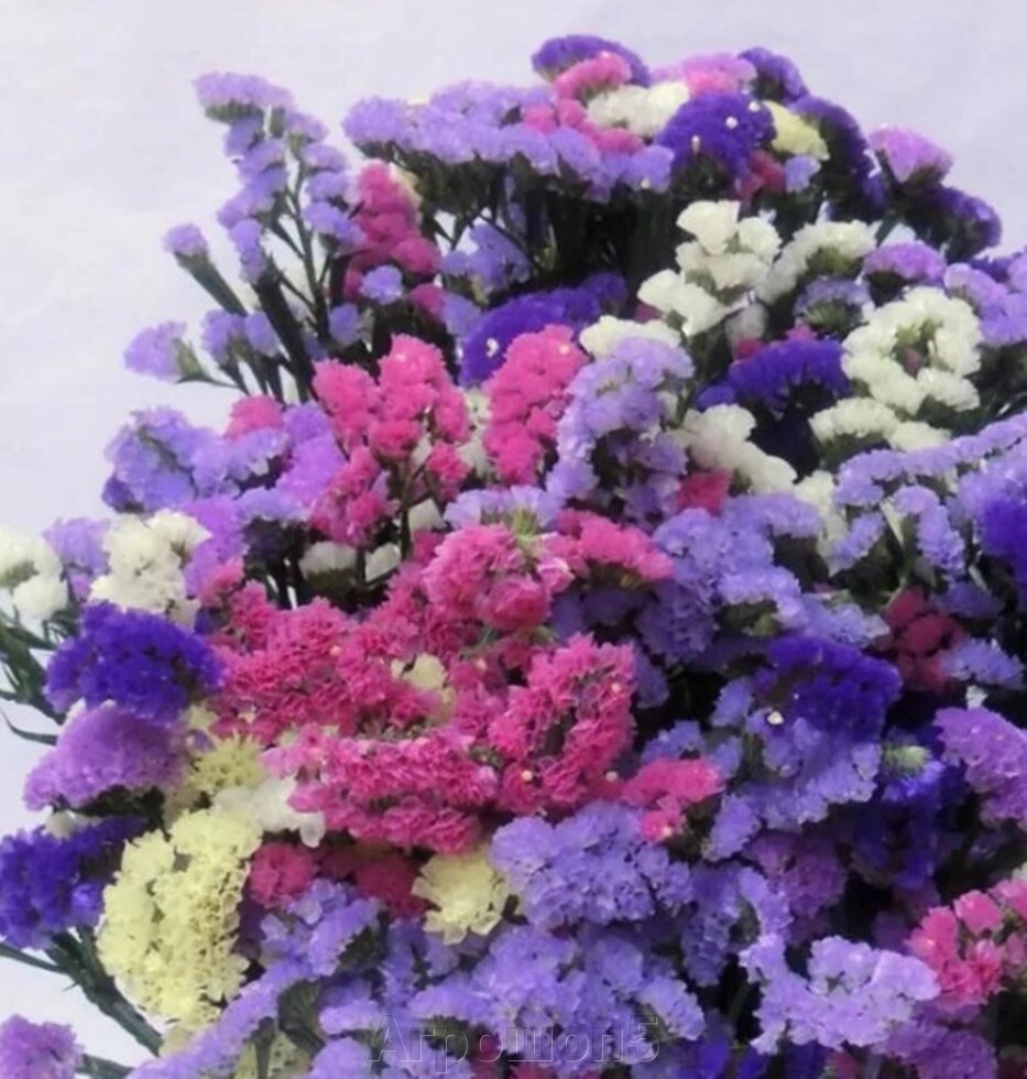 Статица и Лаванда