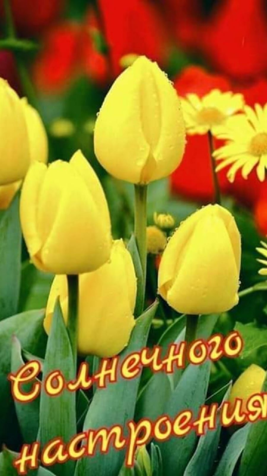 Доброго хорошего утра с тюльпанами