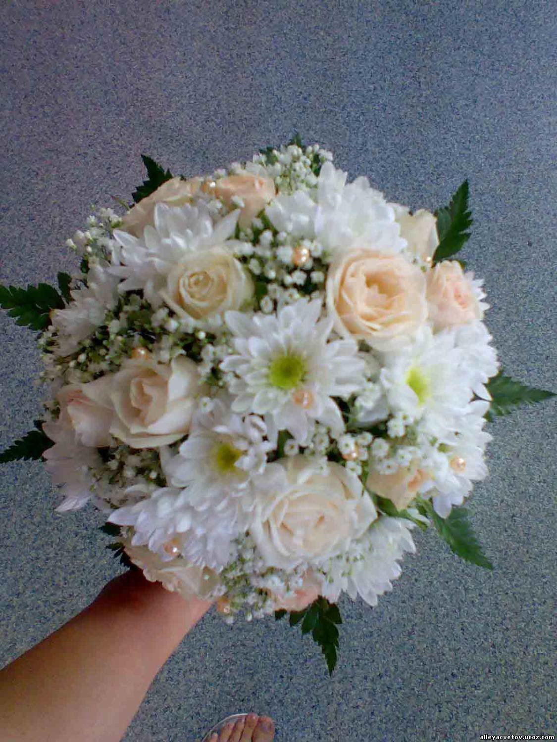 Хризантема белая невеста